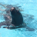 Marineland - Otaries - 010